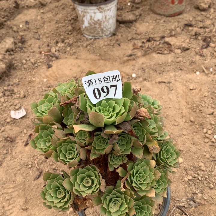 097绿玫瑰手捧不包断枝2