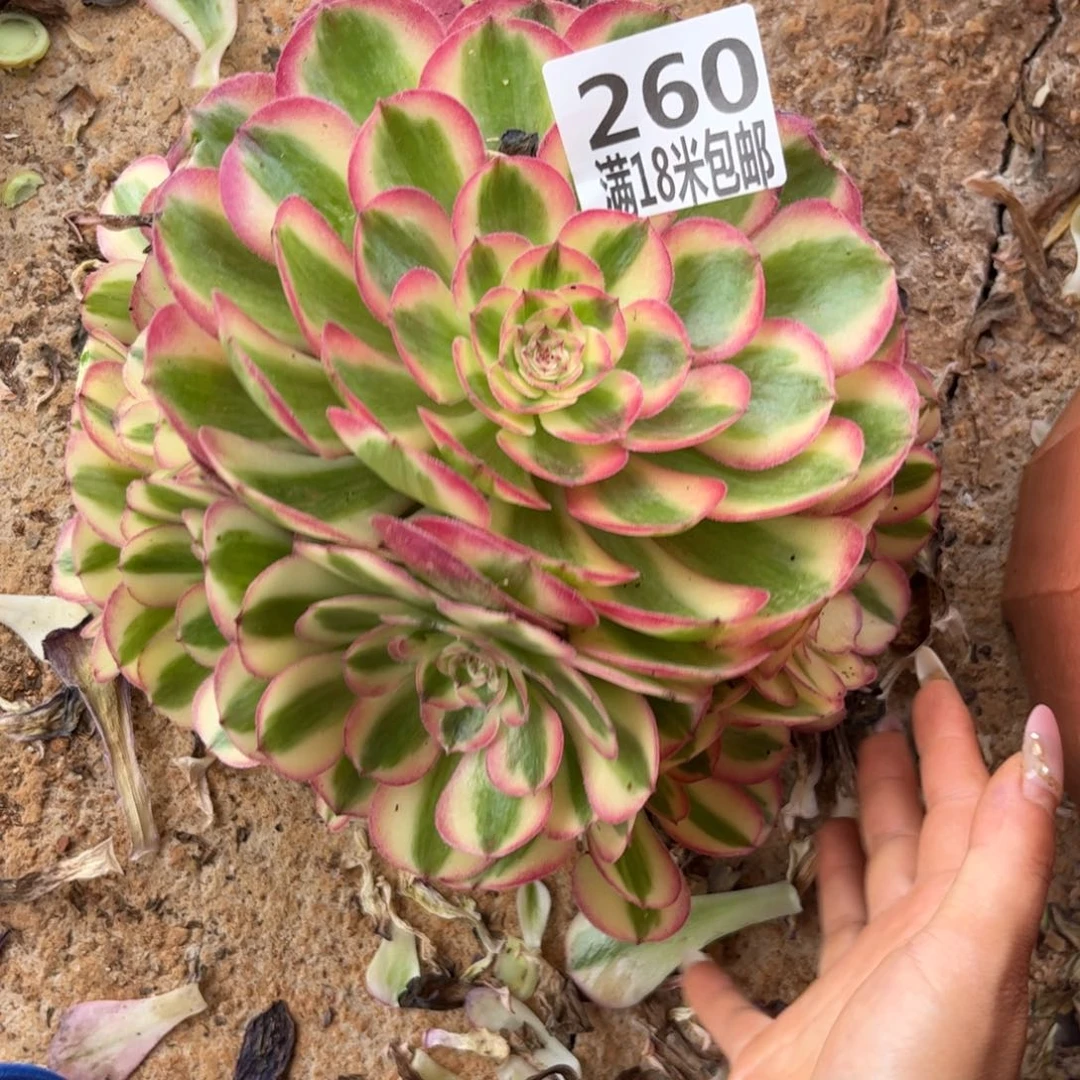 260云南多肉倾城朵朵无根