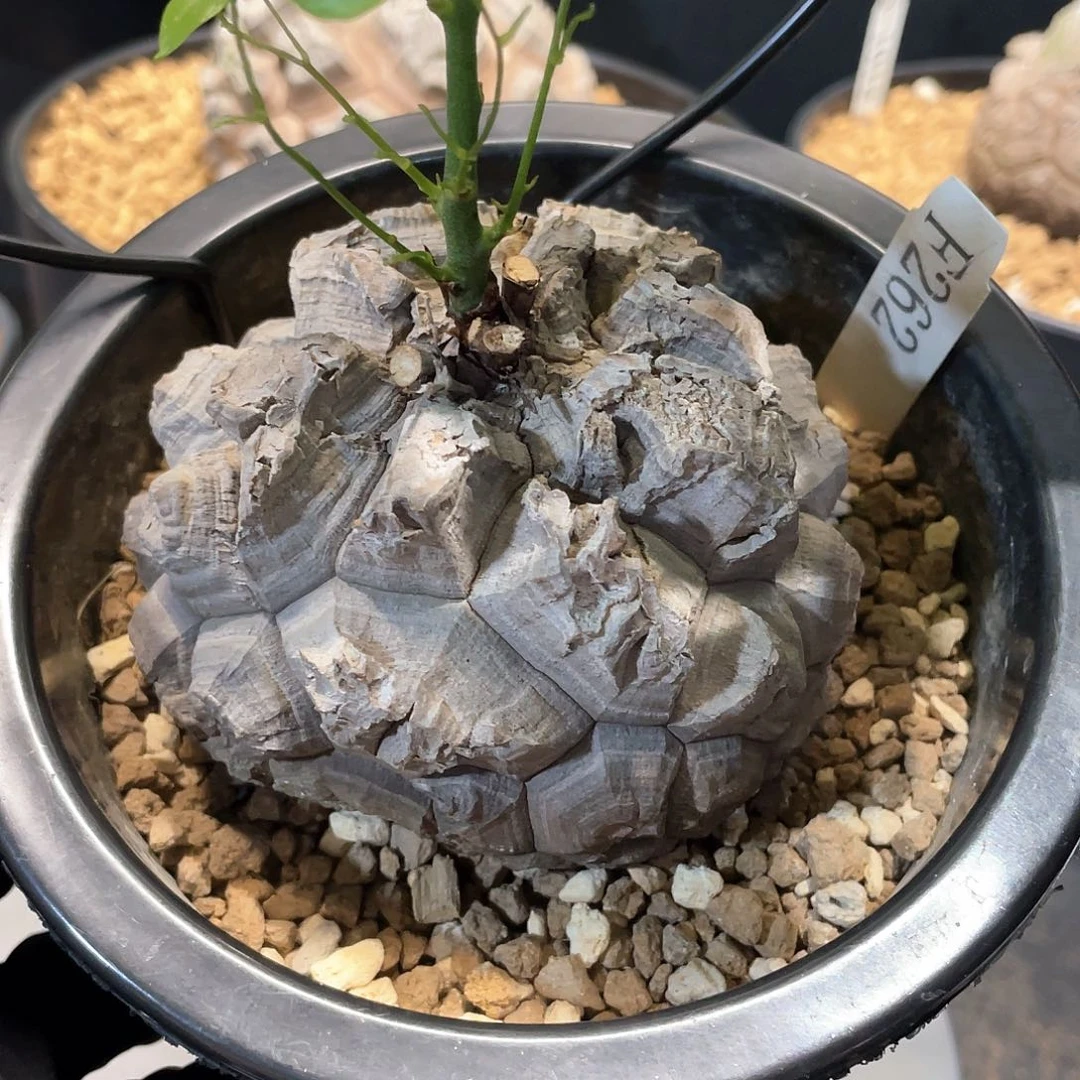 262号龟甲龙9.3公分
