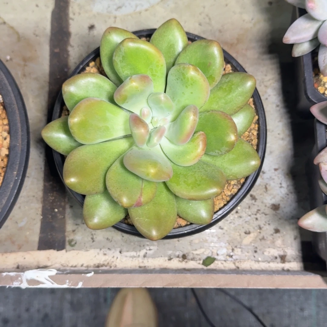 X系列美人新品 母本 一物一拍