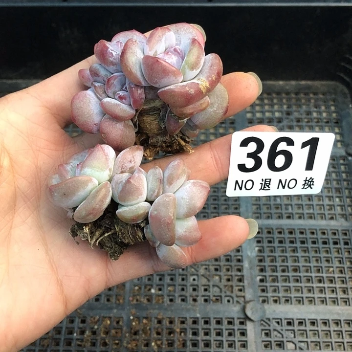 星影石榴籽福利出咯 361