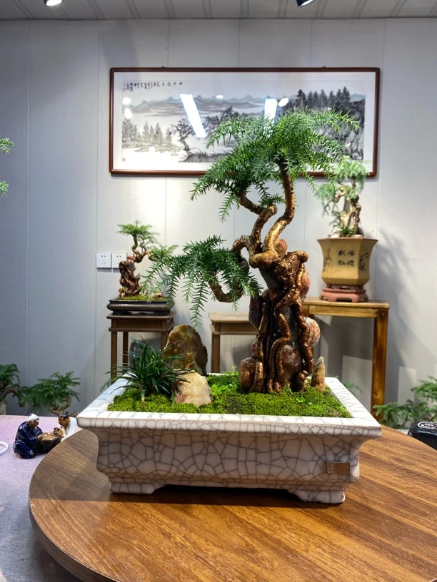 室内高端盆景客厅花架盆景精品老桩抱石附石盆景澳洲杉不老松植物