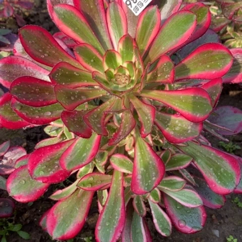 386丽娜满25包邮多肉