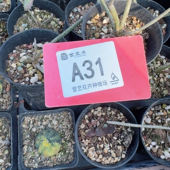 孤***雁完全开放实生美图沙两颗脱土发货