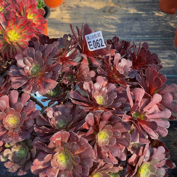 62多肉植物一物一拍