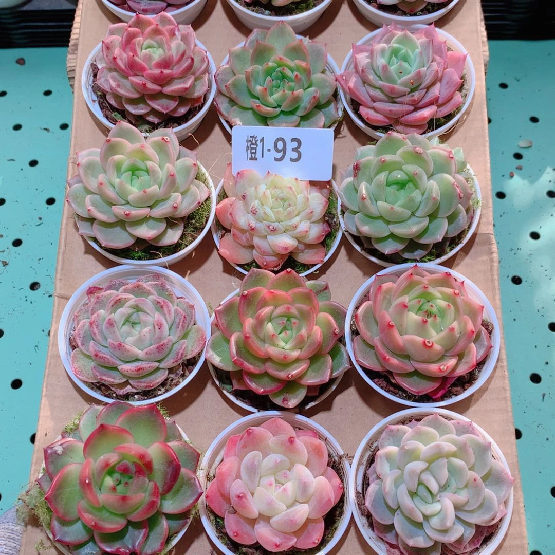 1-93一物一拍多肉带盆18颗