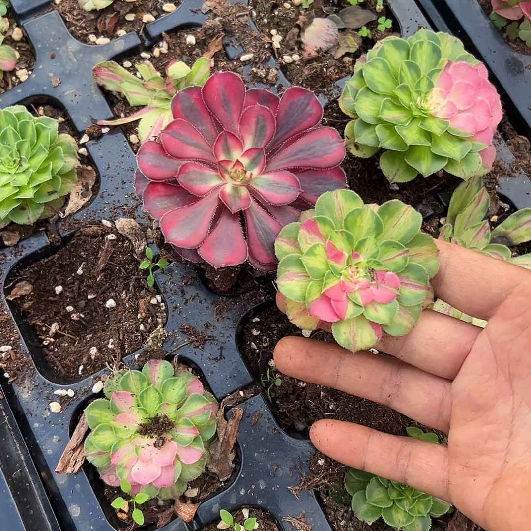 洛***辰精品多肉植物知否丽娜