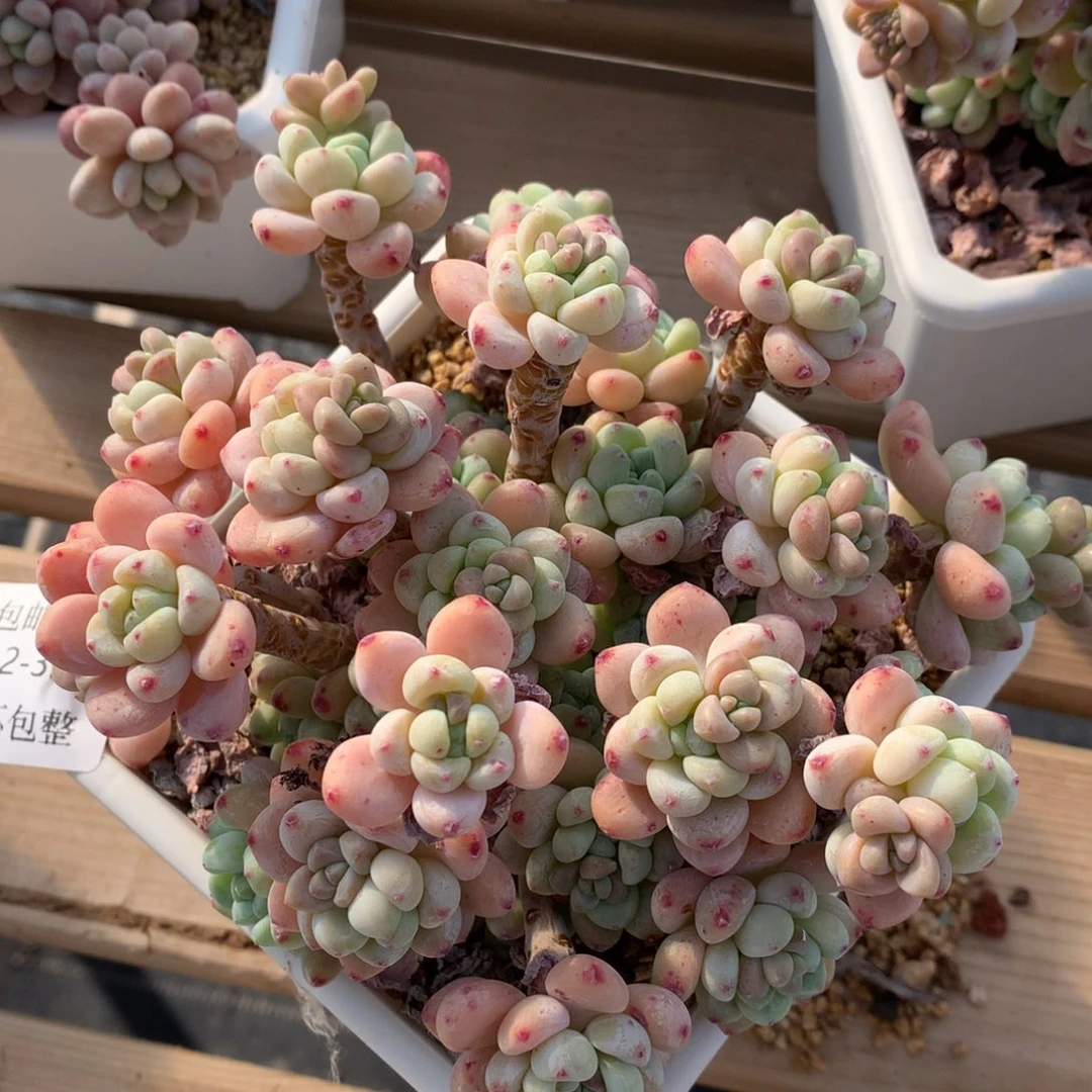 0212-32 罗琦优选