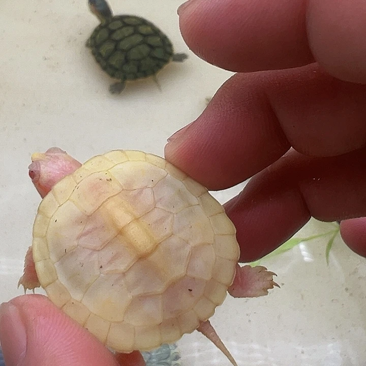 绿毛龟母巴西龟11111