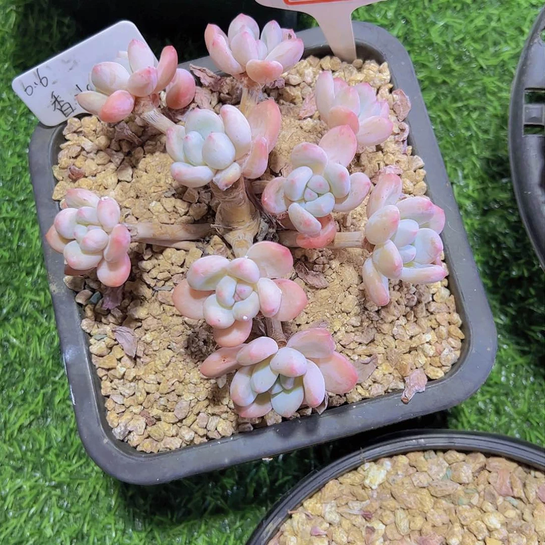 喜*387香水30。。。。