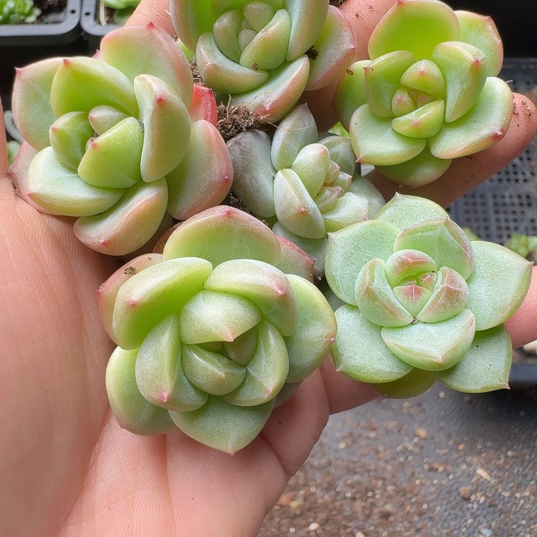 一物一拍一盒627-86