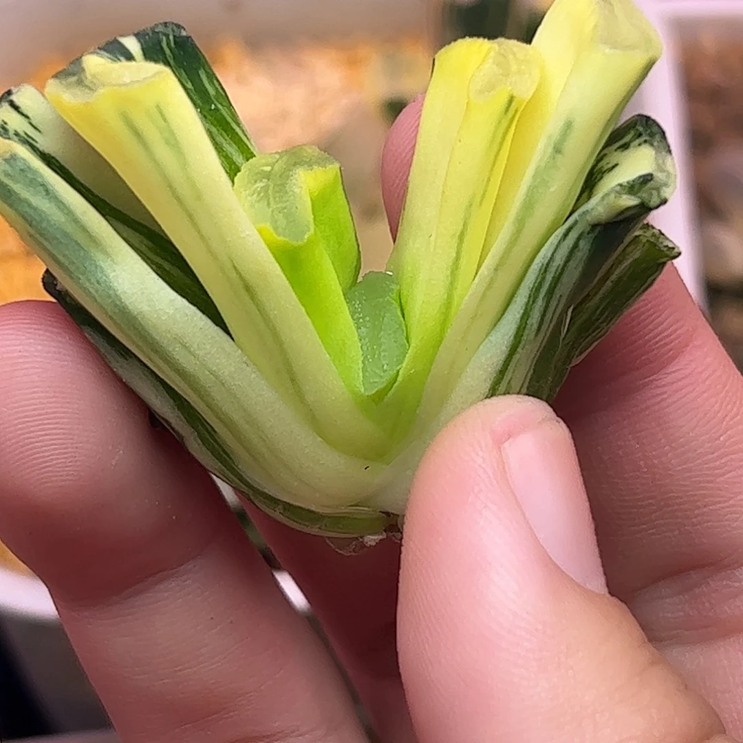 831写乐实生锦十二卷多肉