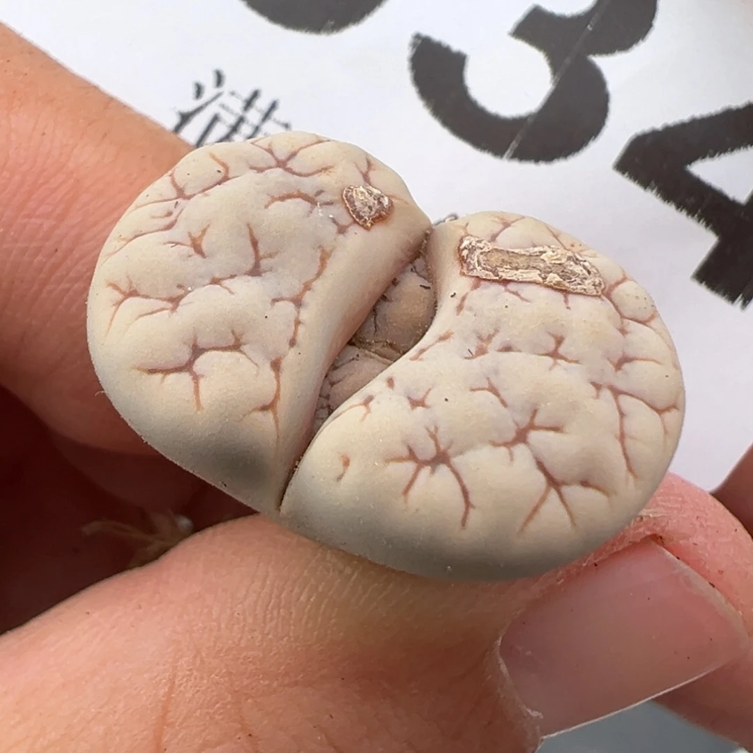 5.13好看的多肉脱土发货034