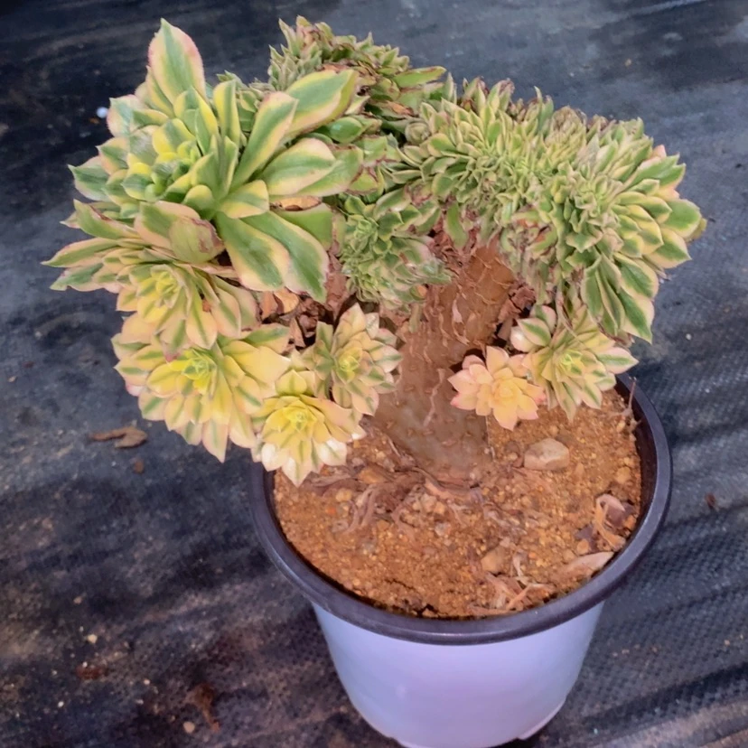 【闪购商品】魔****纲法师法师033