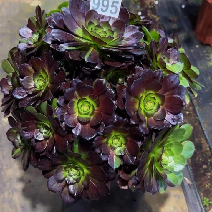 花花公子99500000000