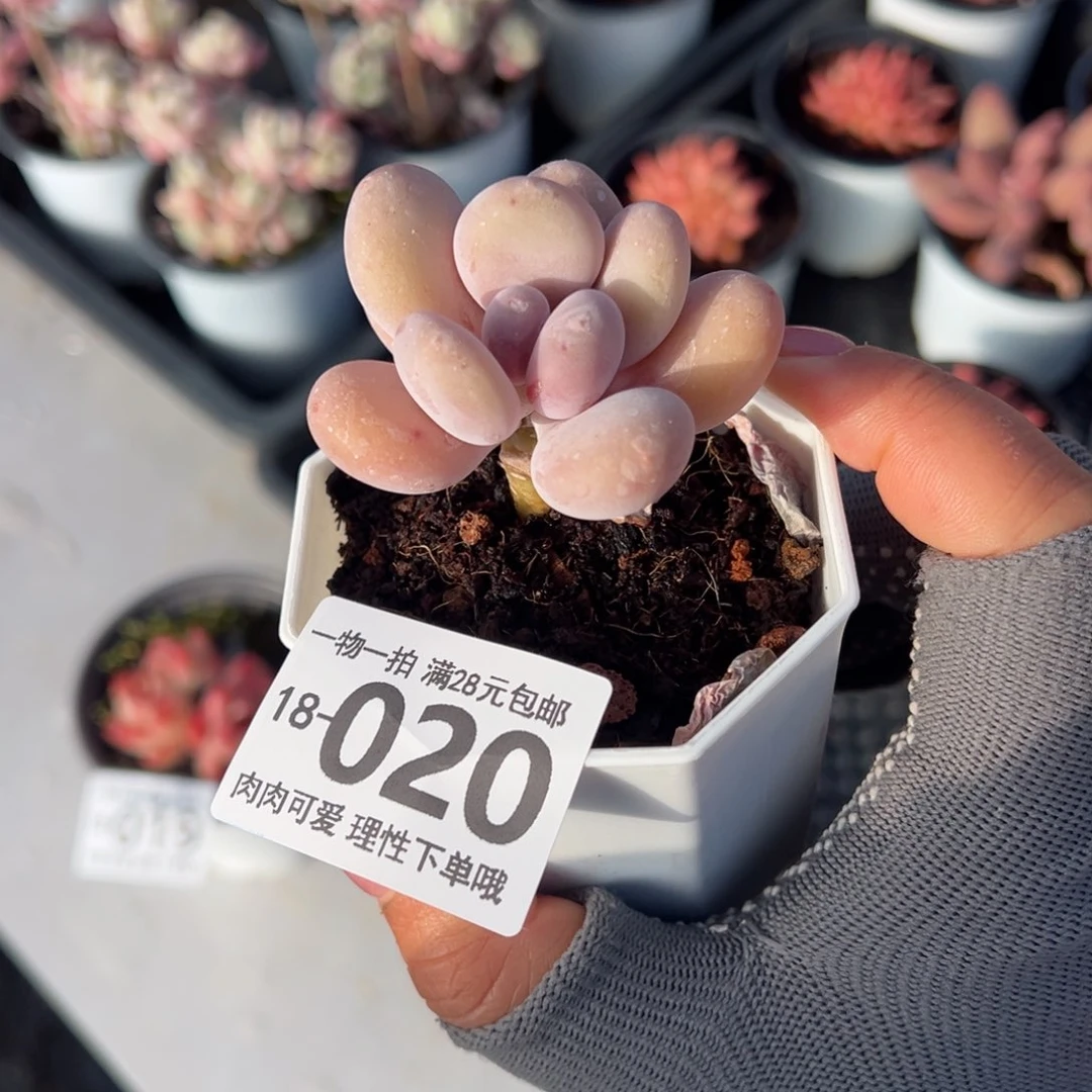 蛋黄奶多肉多多肉多肉