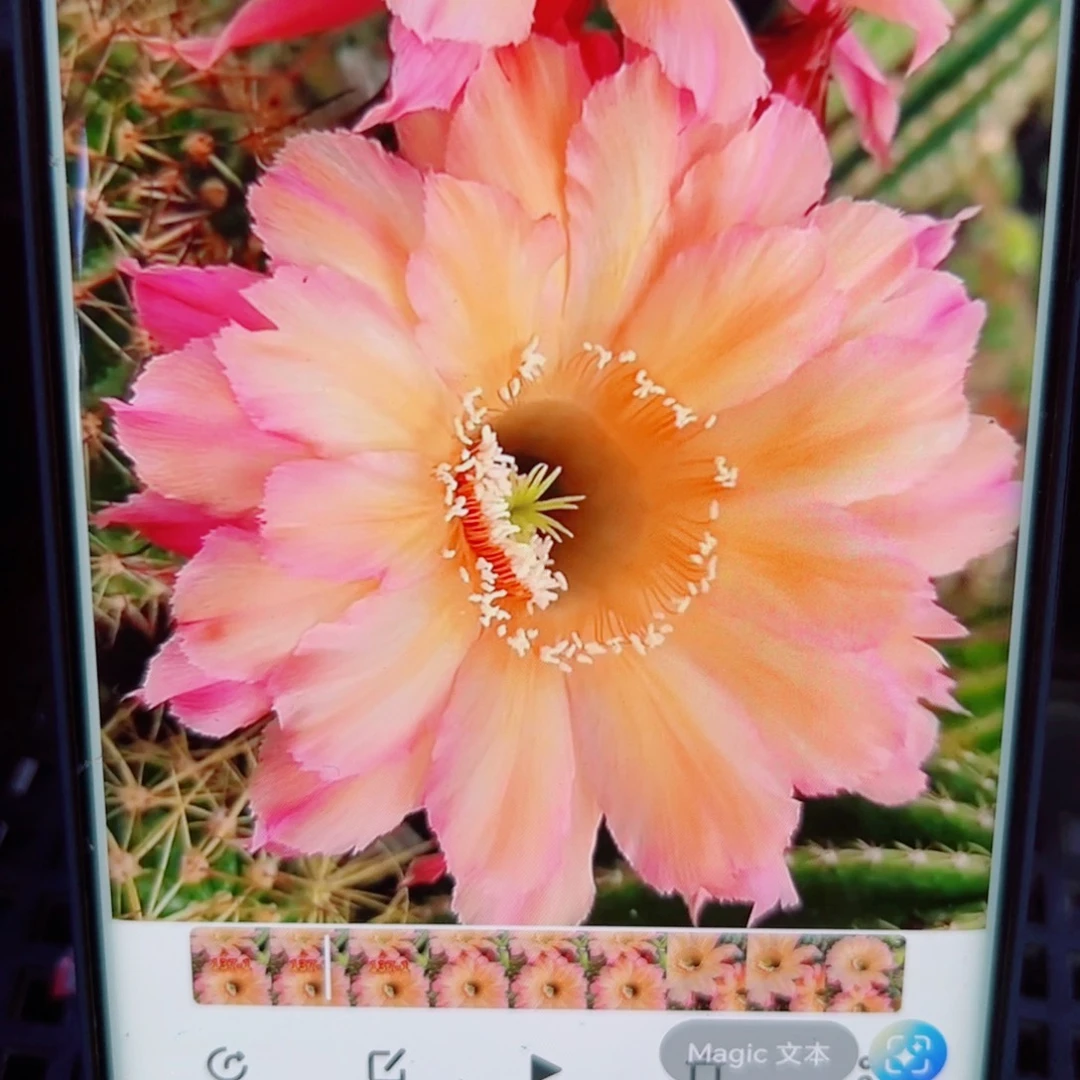 下104彩草137一1斑点歪无根侧芽5公分左右20包邮