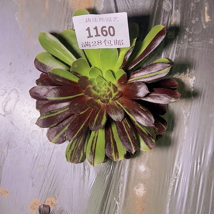 1160水墨丹青多肉捧花