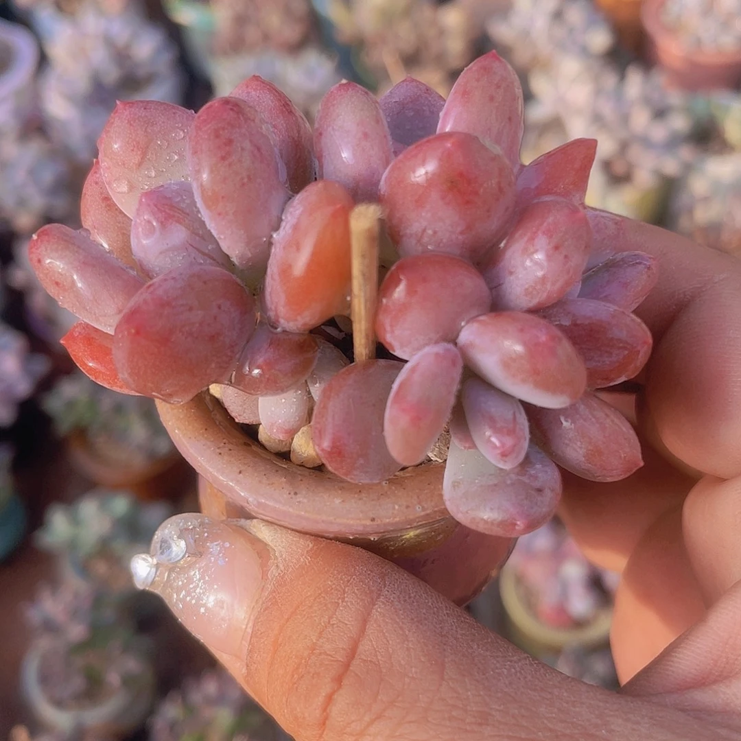 西贝奶酪 带盆发货