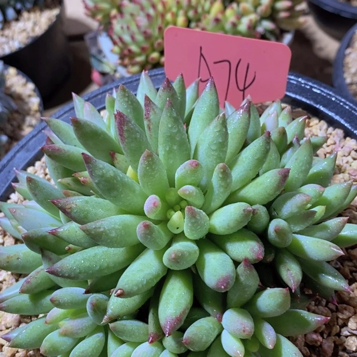 我就去看看这本了