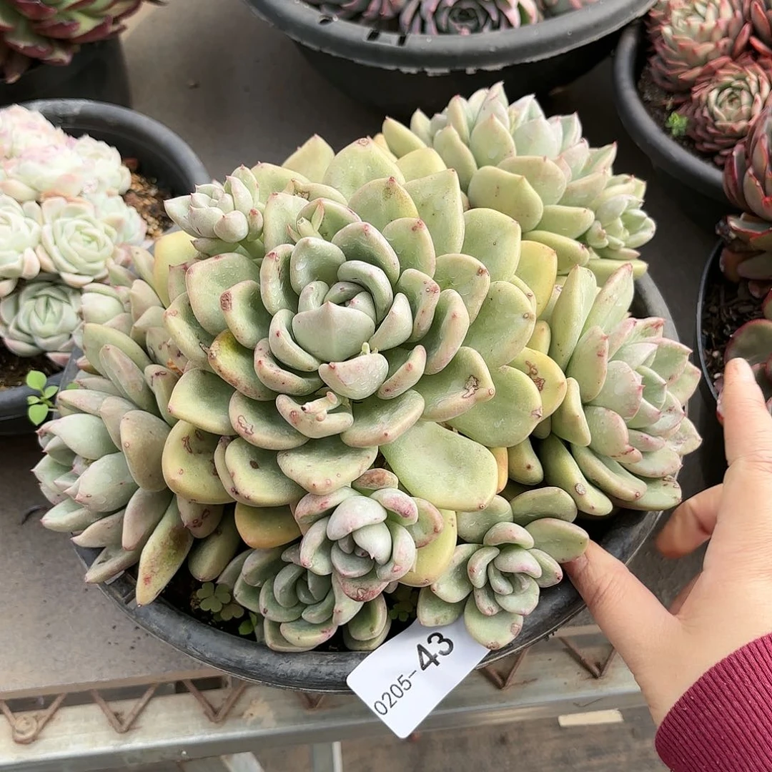 同温层多肉奶油鳄梨43