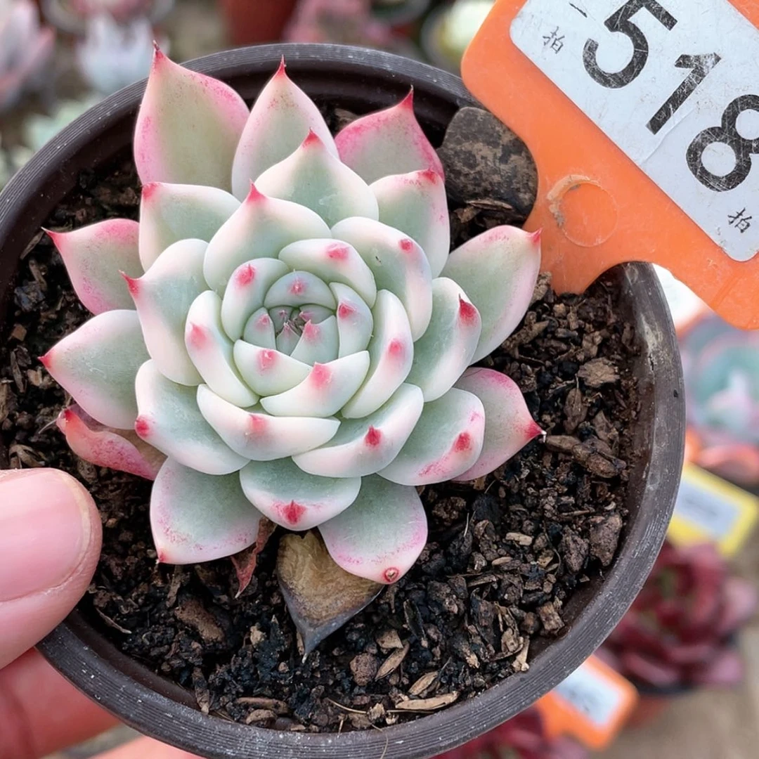 【闪购商品】518号