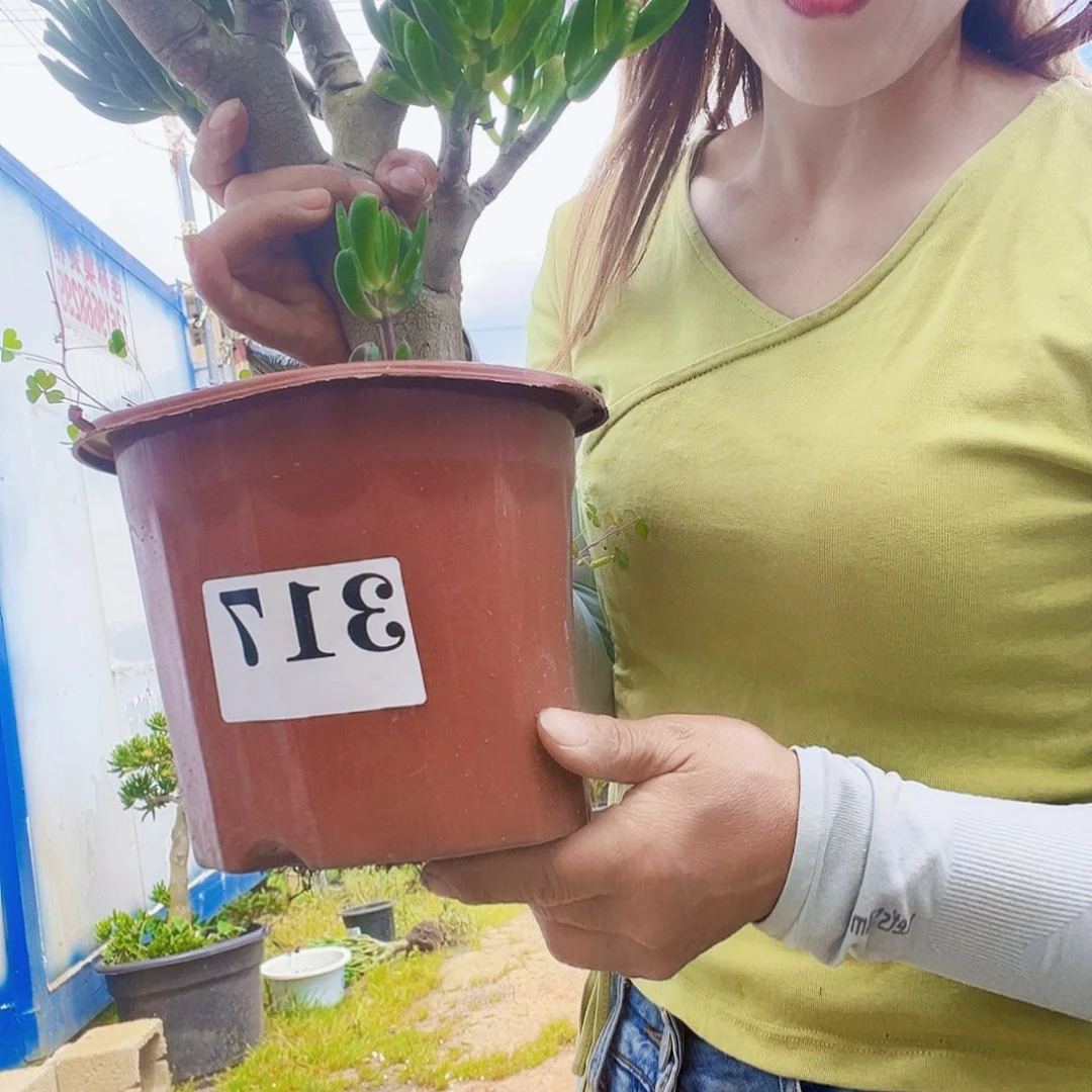 317号吸财树好养活