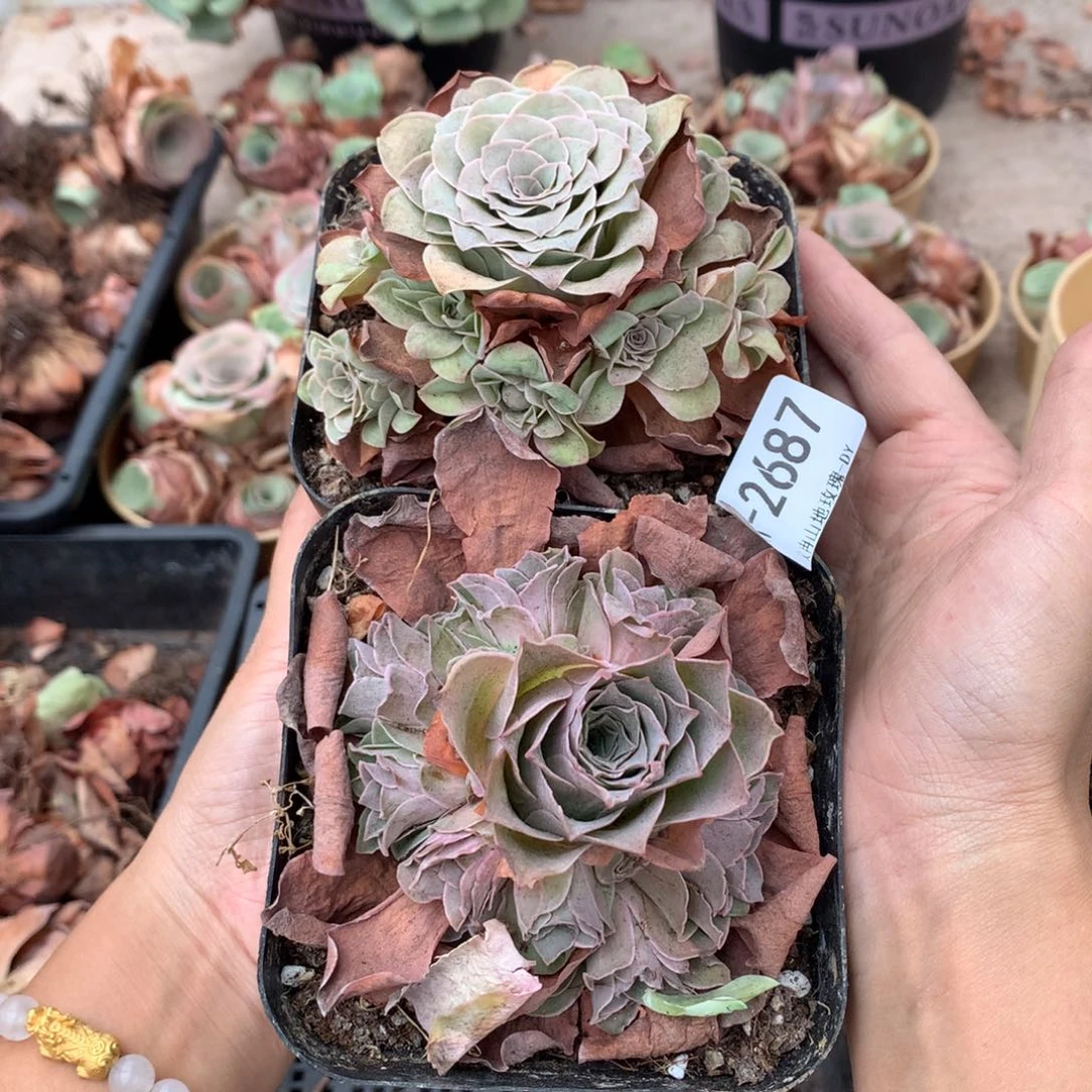 2687完美群g g g g g v