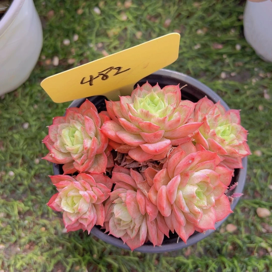 香玉的故事是一个人