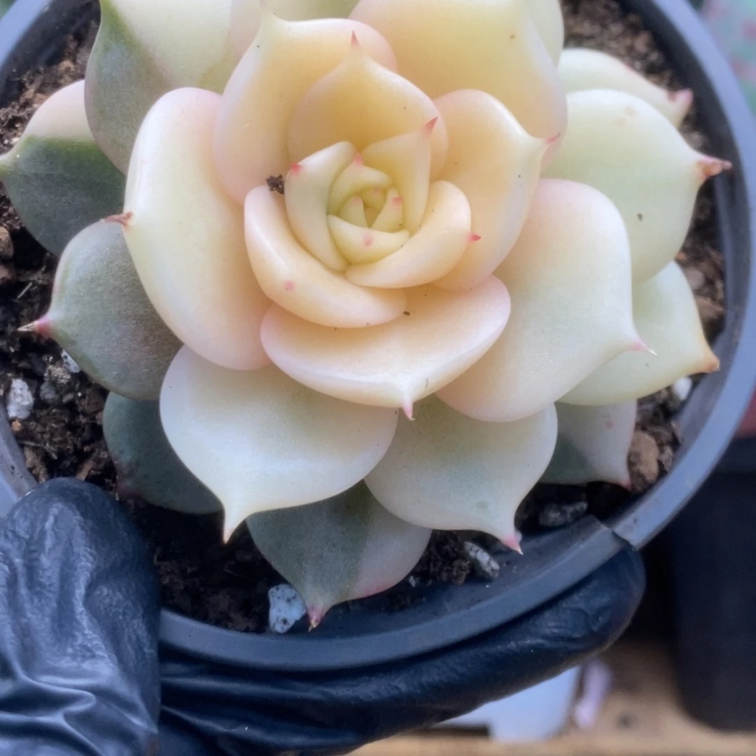 201贝加尔湖锦锦锦锦锦