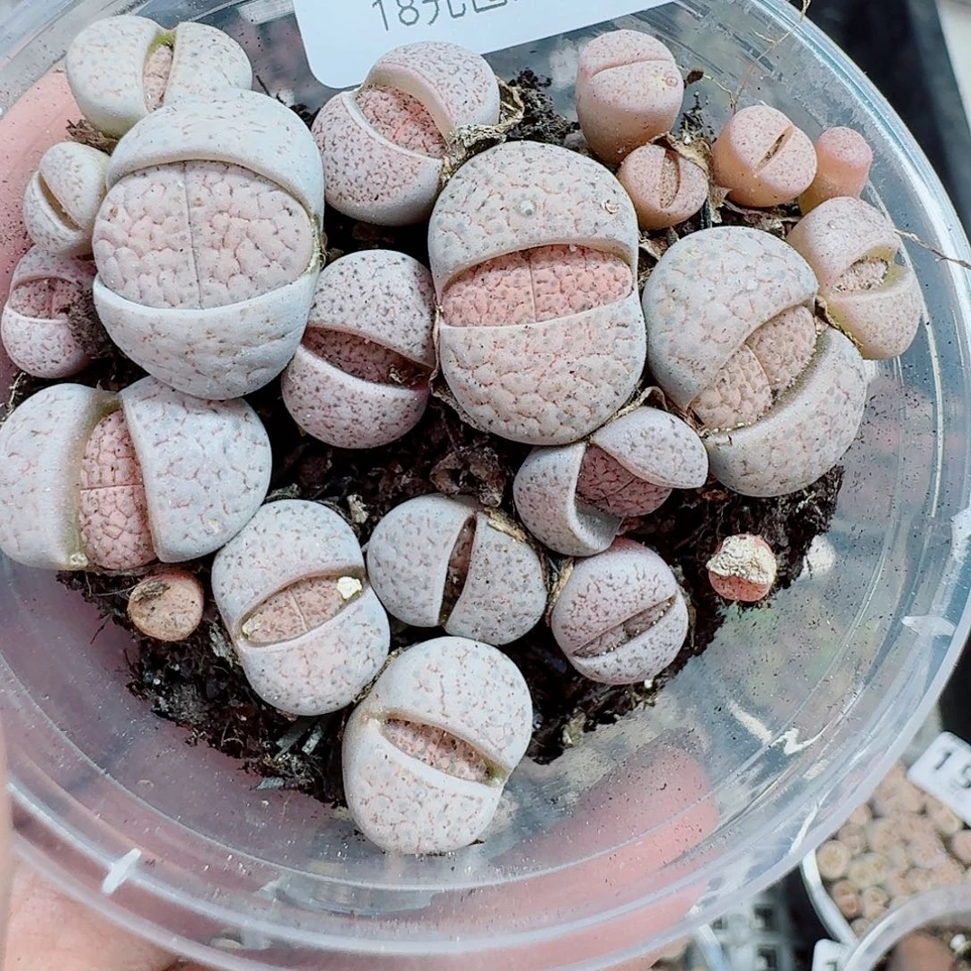 176多肉植物多肉植物