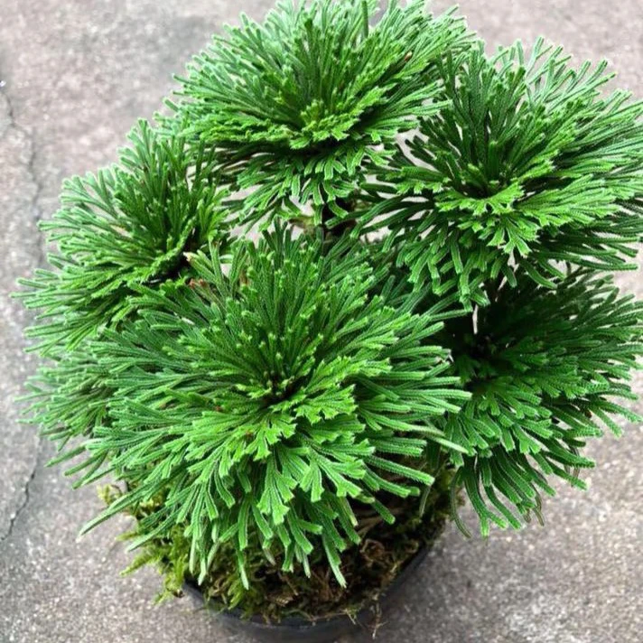 神奇九死还魂草卷柏见水还阳可用于阳台庭院的观赏九死还魂草盆栽