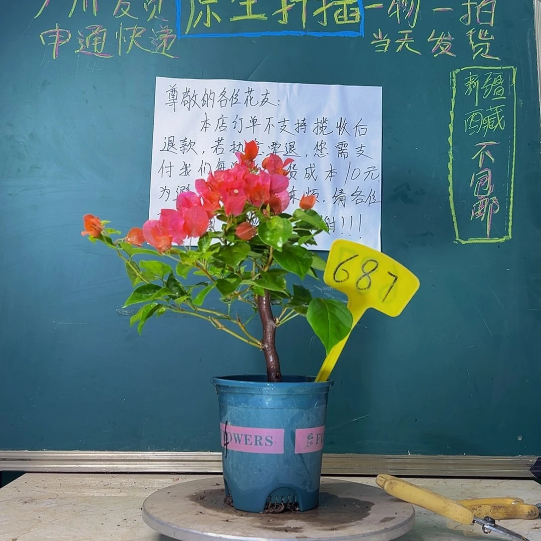 当前无花栽培后可以开花   暗斑夕阳红 粗杆  687