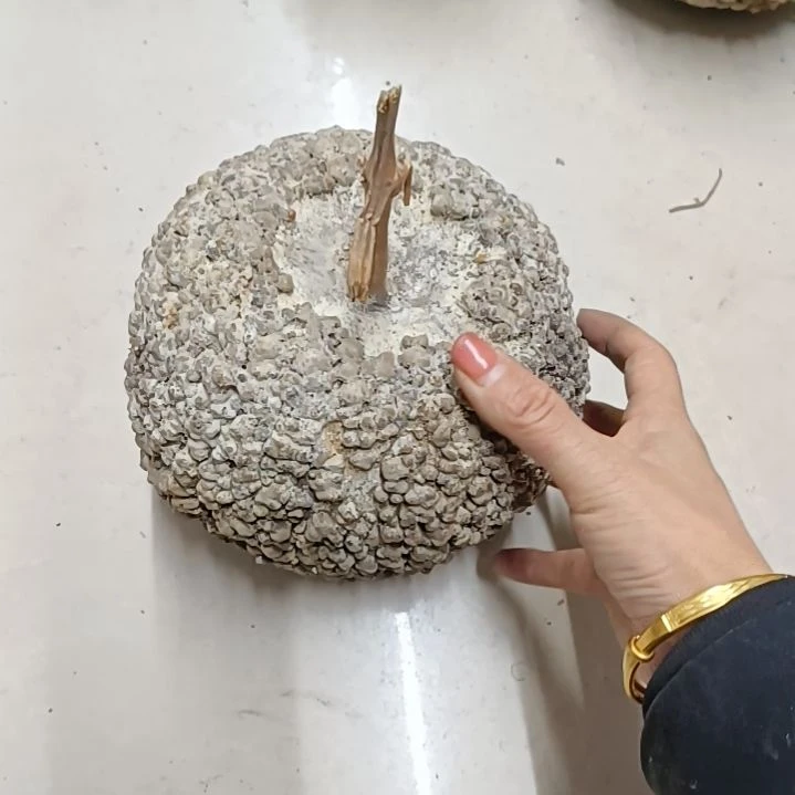 多*满天星疙瘩葫芦满天星疙瘩葫芦！！！