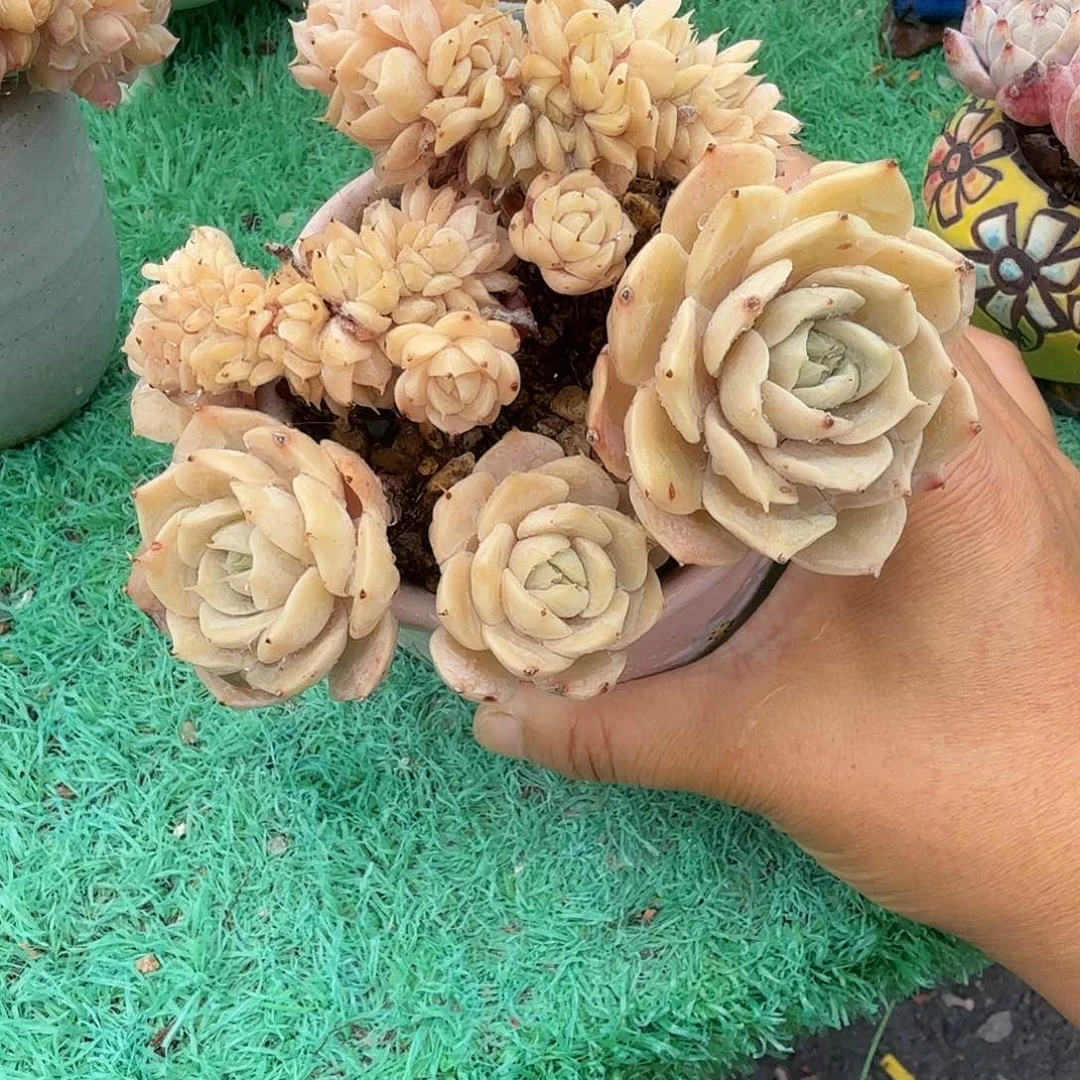 雪域蓝巴黎朵朵树精品包邮