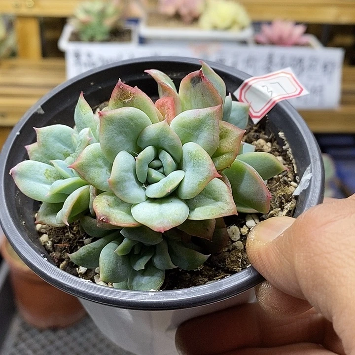 0237 泡泡纱裙 4 头自然群