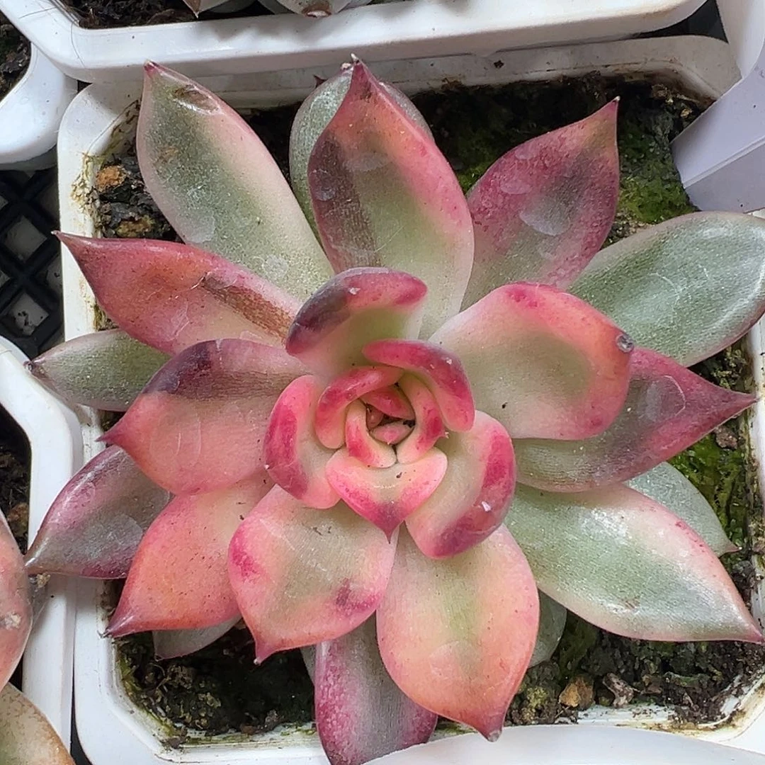 火焰玫瑰锦多肉植物