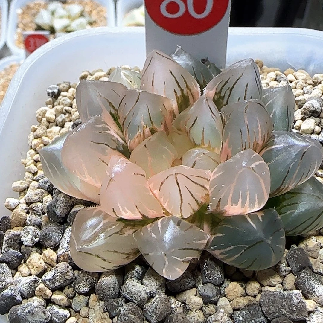 80号OM玉露锦 5.5 厘米左右一物一拍带盆土发货