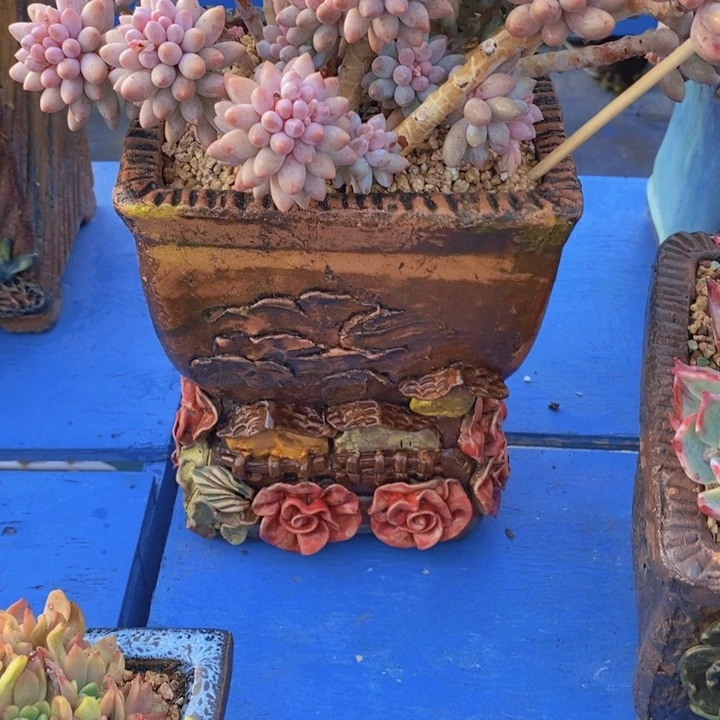 遂**姐多肉植物的生长发育