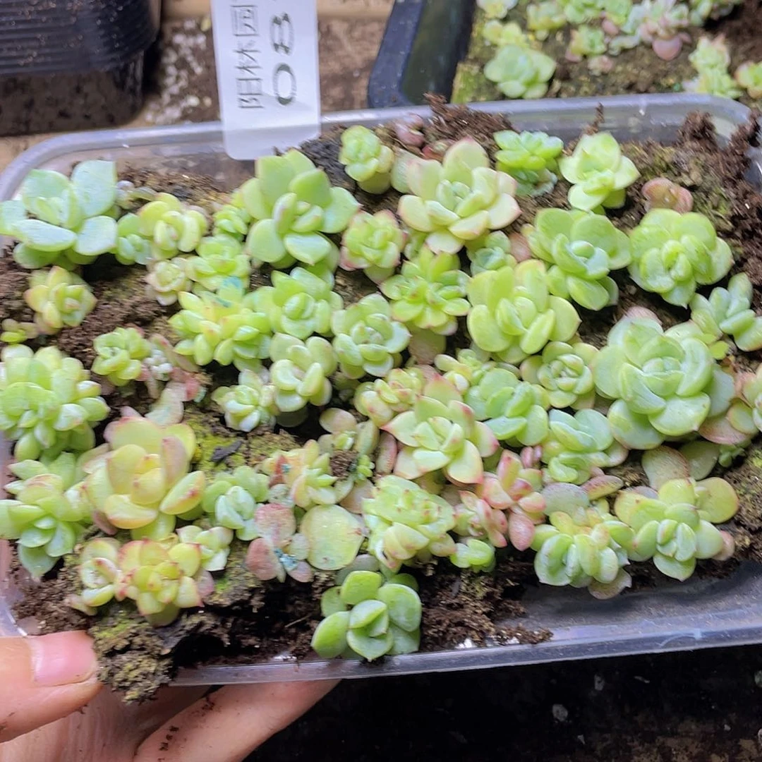 B*i多肉植物多肉植物81
