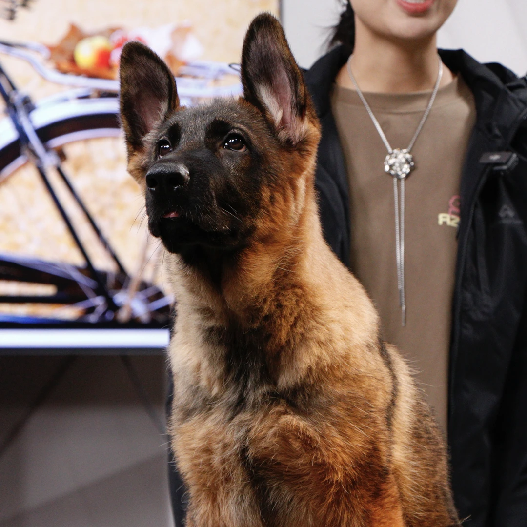 【侯哥德牧】西德牧羊犬乌蓝&乌尔坎女儿幼犬母 安娜