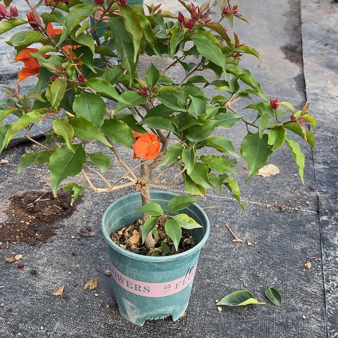 喜***洋完全开放热火桑巴有瑕疵 7680