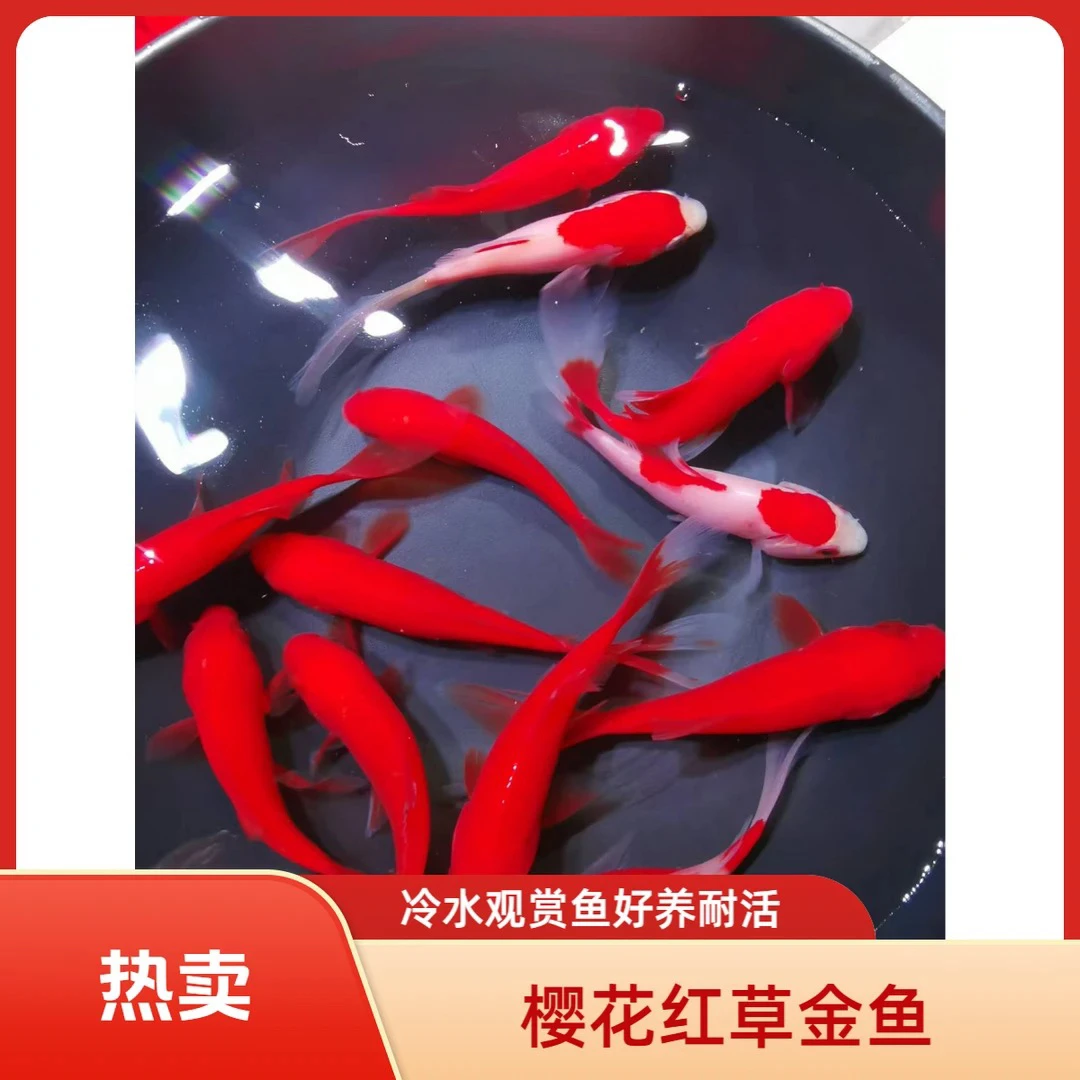 【加量】冷水火焰红草金 100条皮实好养 新手装 全国包邮