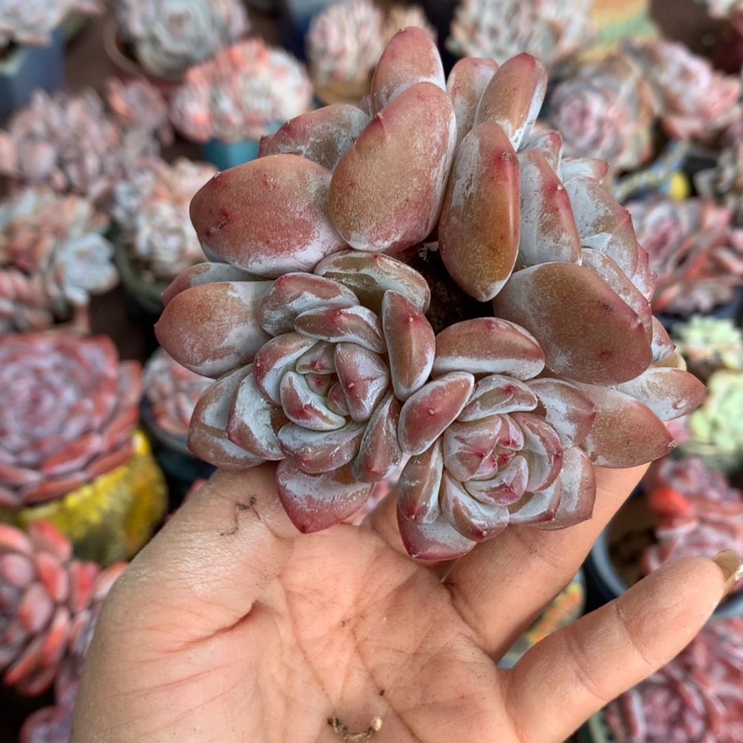 星影哈哈哈哈哈哈哈哈哈哈