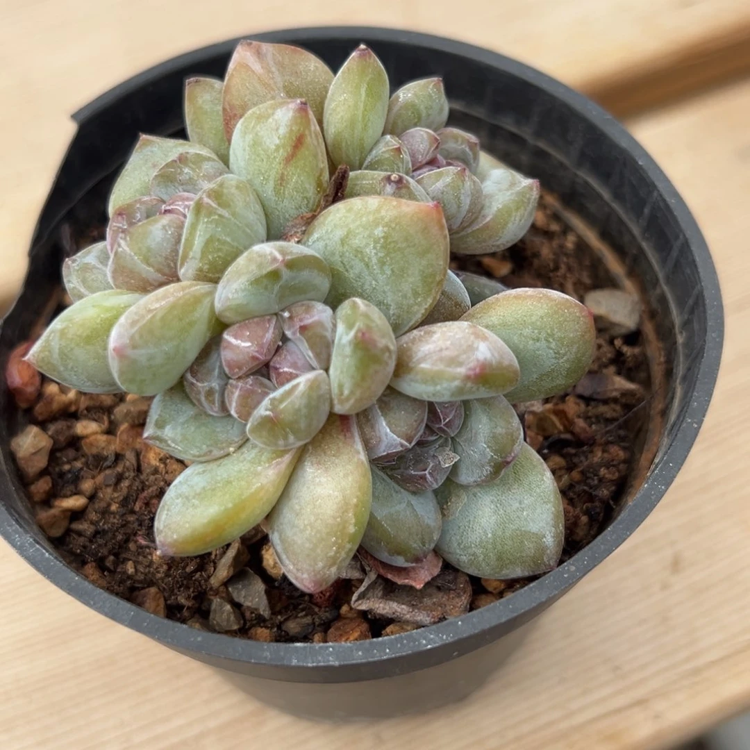 7头绿底紫芯8公分