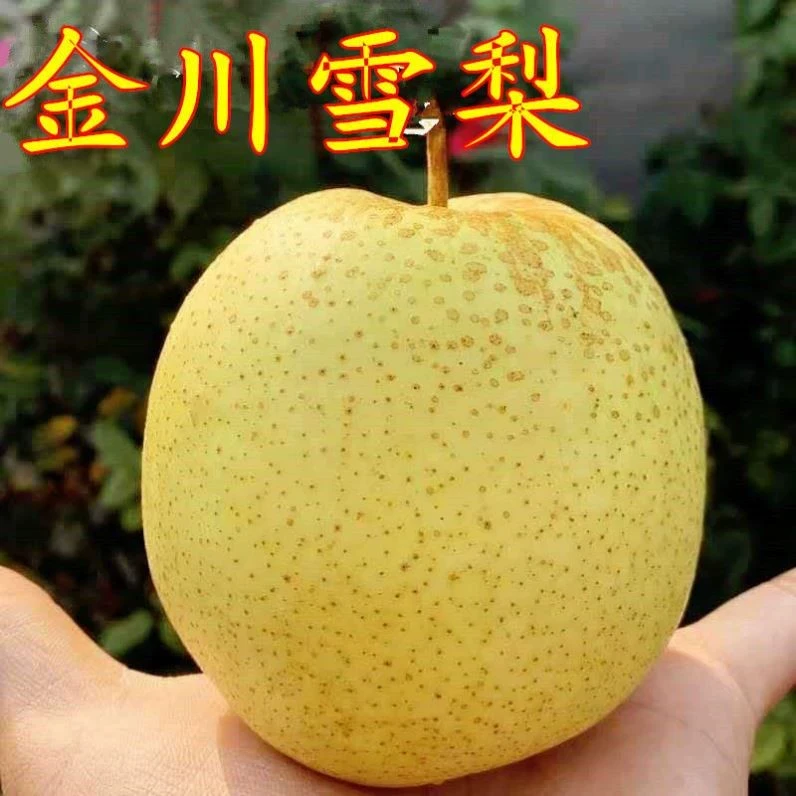 梨苗嫁接果树苗金川雪梨冰糖雪梨苗南方北方种植当年结果苗贵妃梨