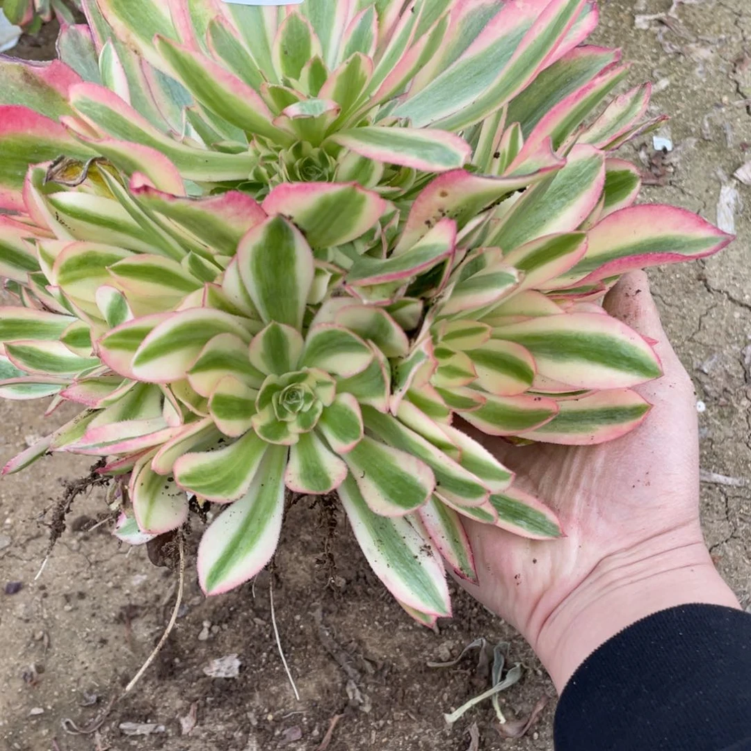 717粉女巫多肉法师断枝不包量