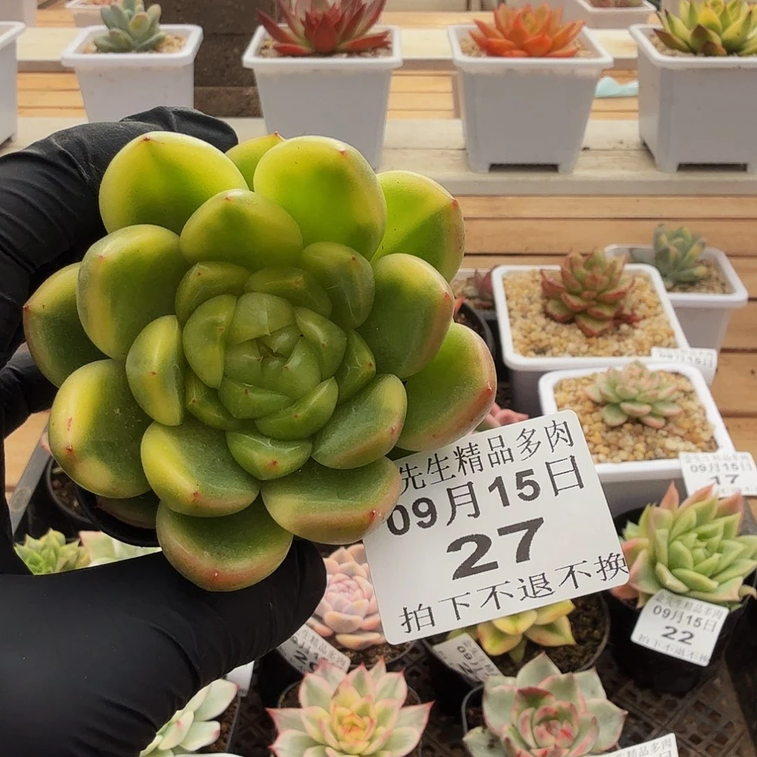 0915-27晴空珍妮花脸