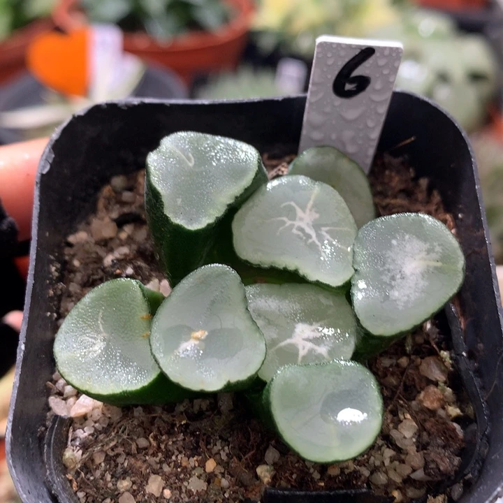 望乡万象，带盆发货