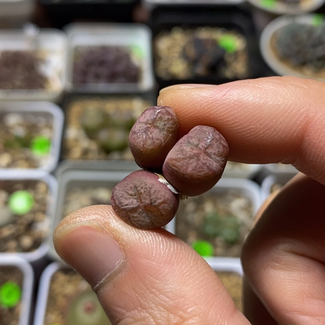 杂交漂亮多肉植物421